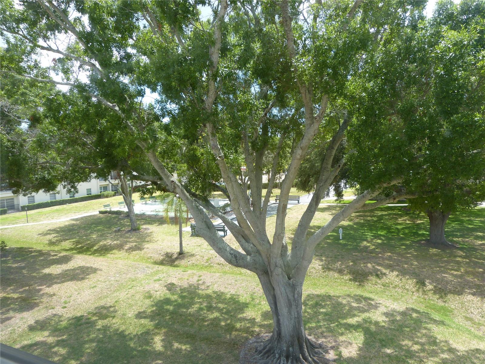 2700 BAYSHORE BLVD #4312, DUNEDIN, FL — photo 42