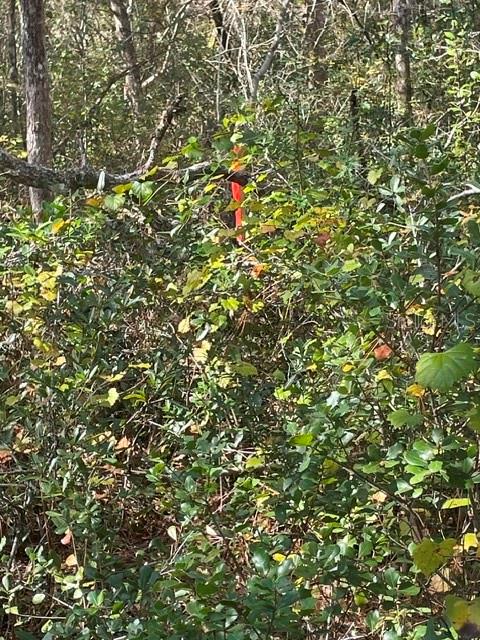 9345 SE 195TH AVE, OCKLAWAHA, FL — photo 6