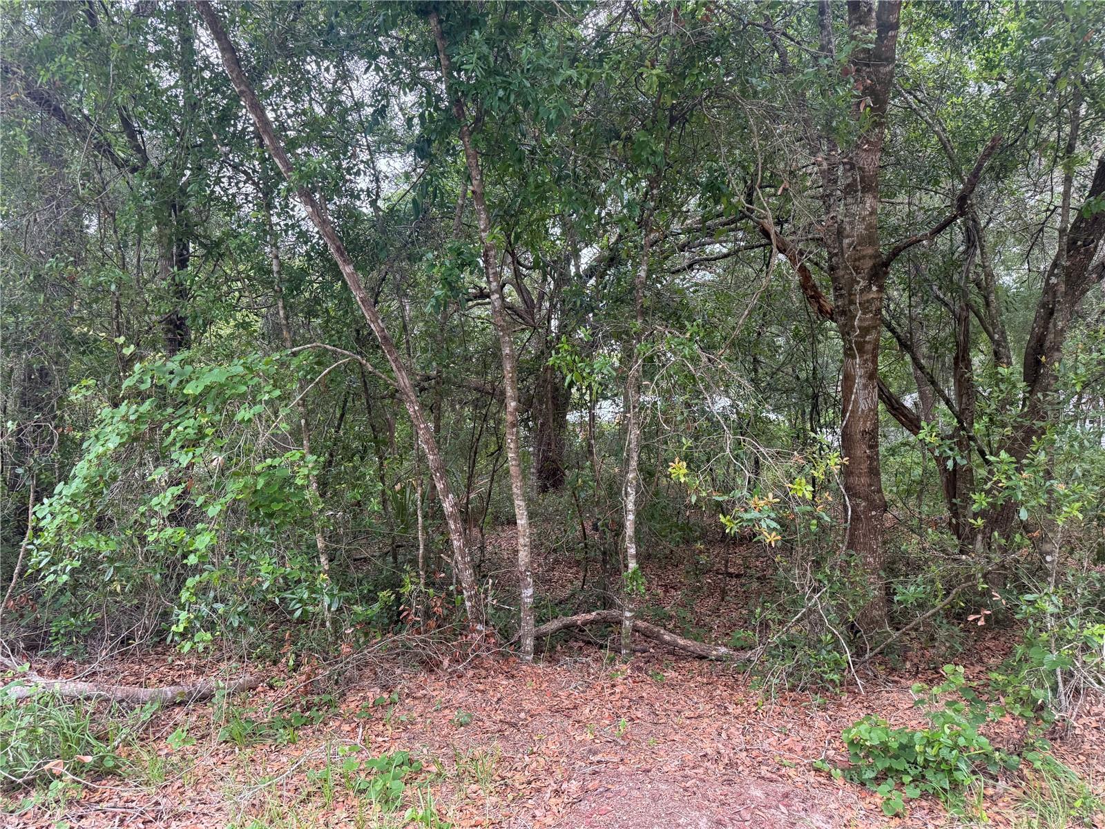 3462 E MICHAEL ST, INVERNESS, FL — photo 5