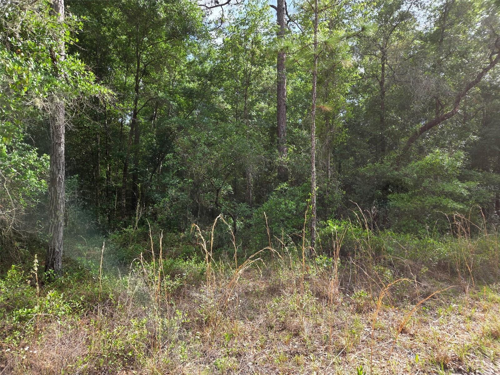 0000 NE 85TH ST, BRONSON, FL — photo 3