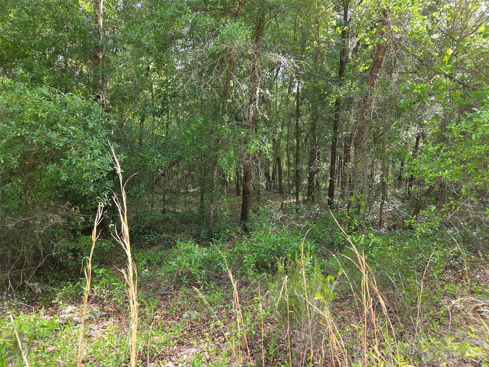 0000 NE 85TH ST, BRONSON, FL — photo 5