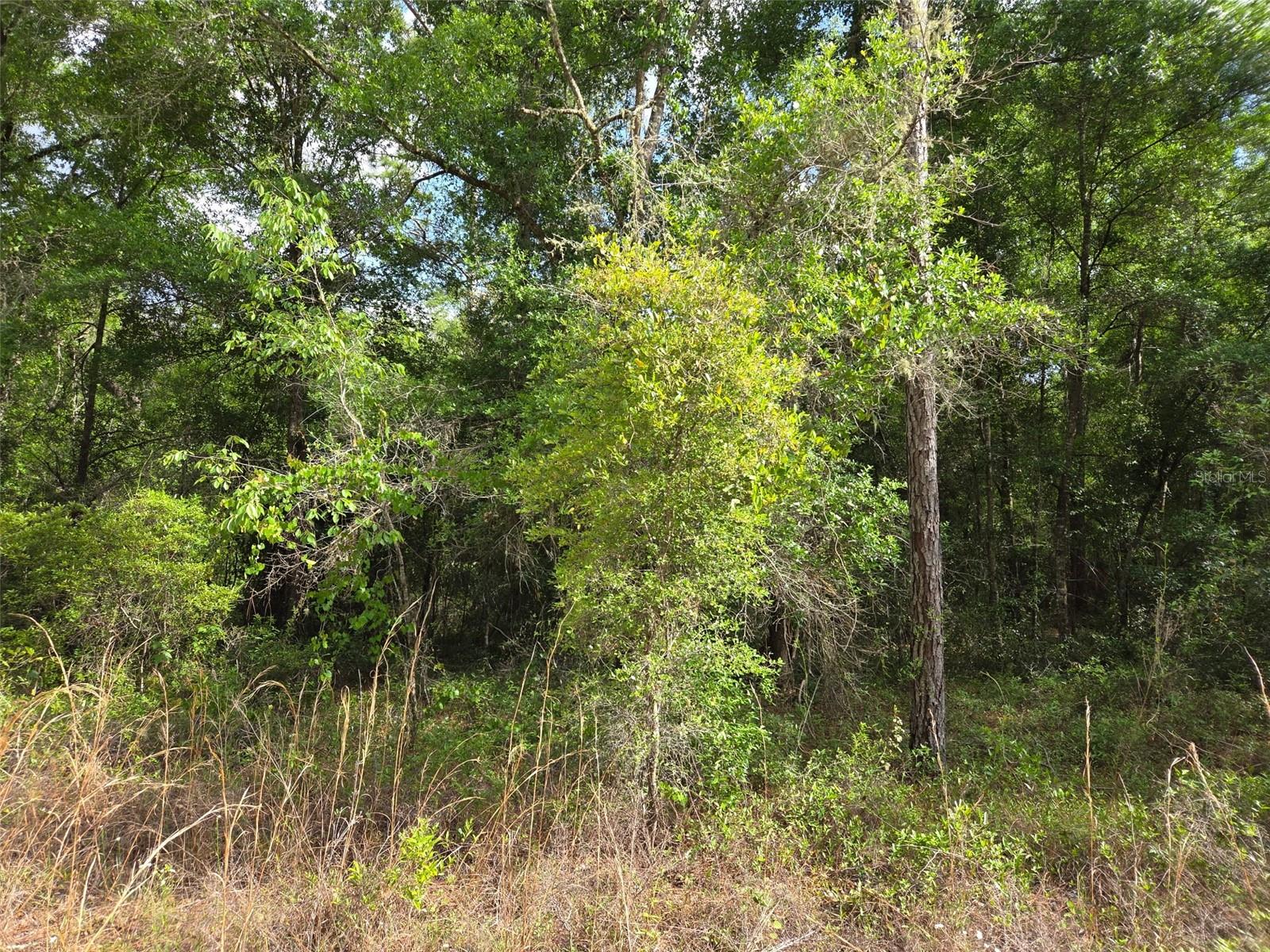 0000 NE 85TH ST, BRONSON, FL — photo 6