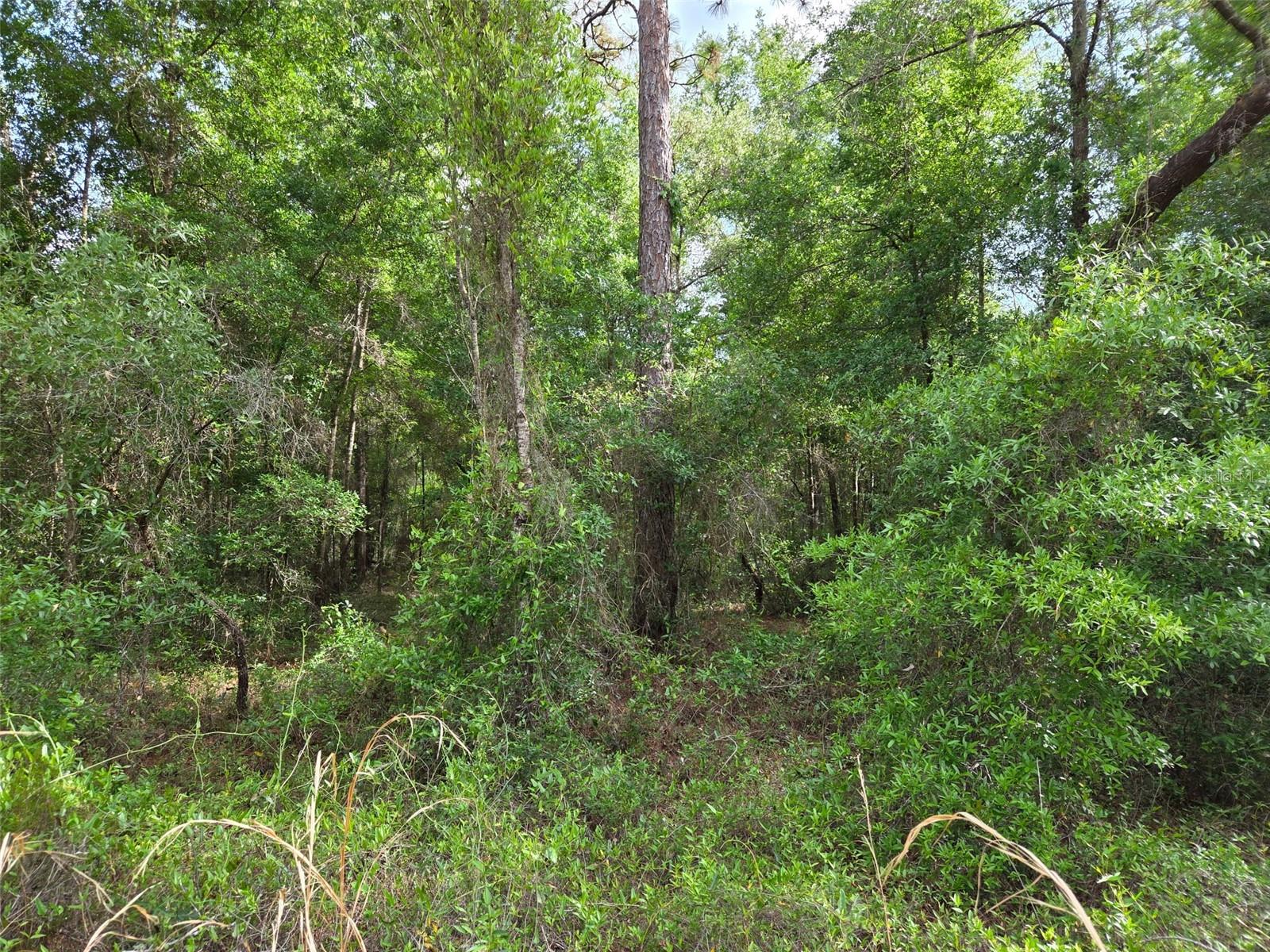 0000 NE 85TH ST, BRONSON, FL — photo 9