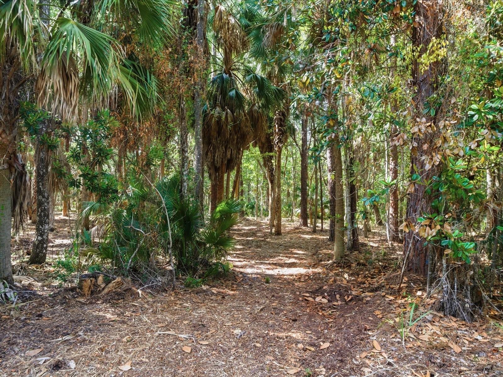 OSOWAW BLVD, SPRING HILL, FL — photo 5