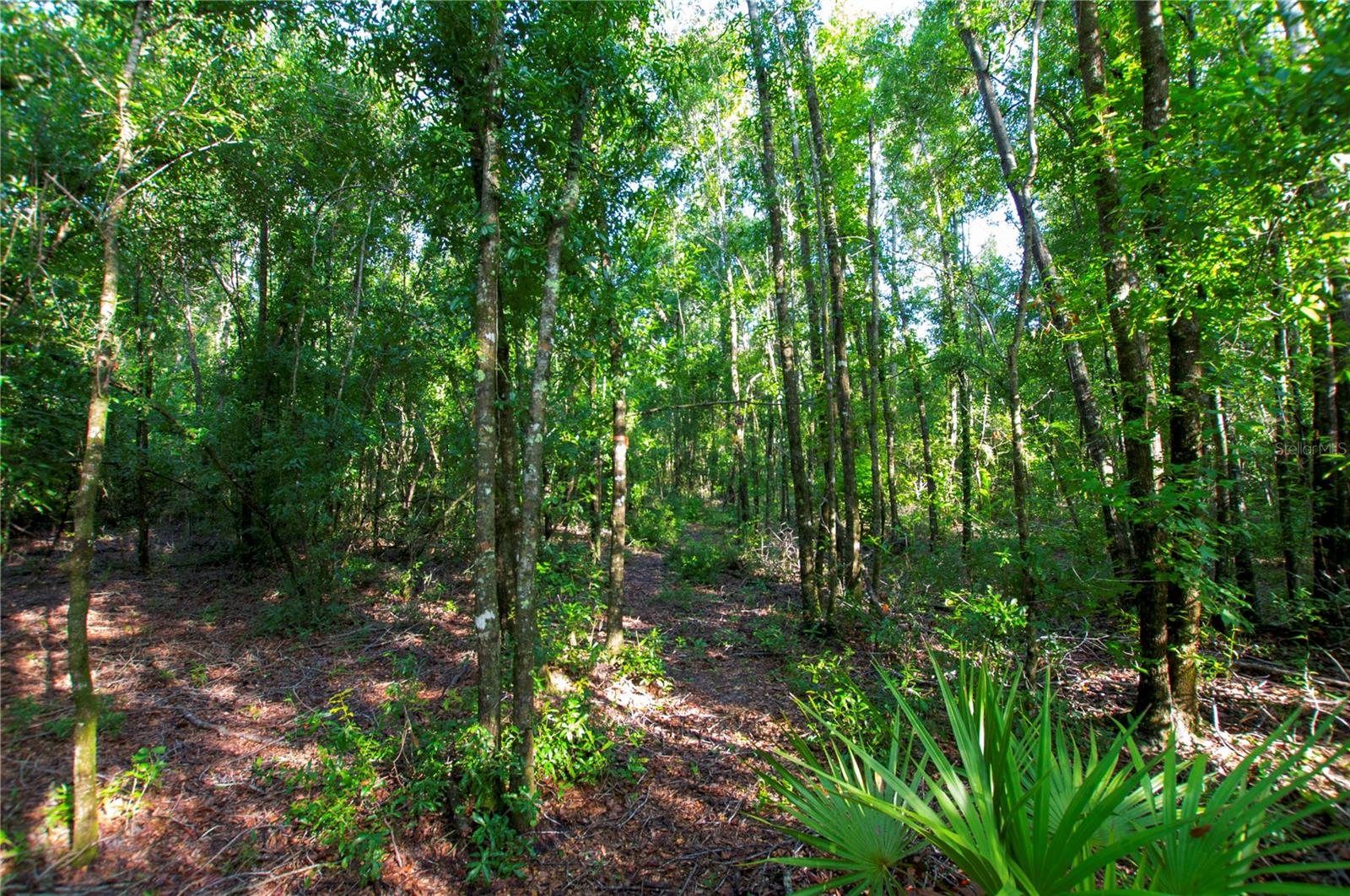 18233 185TH RD, LIVE OAK, FL — photo 81