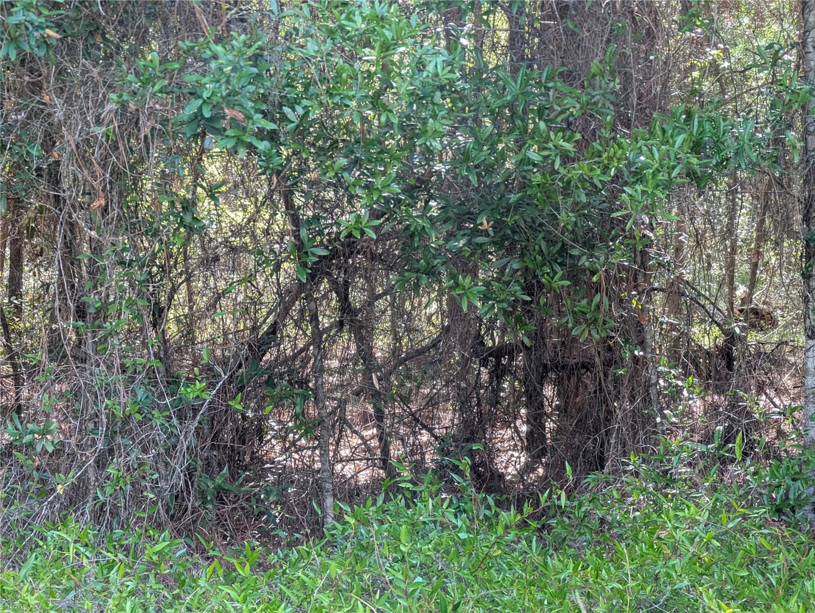 202ND CT, DUNNELLON, FL — photo 5