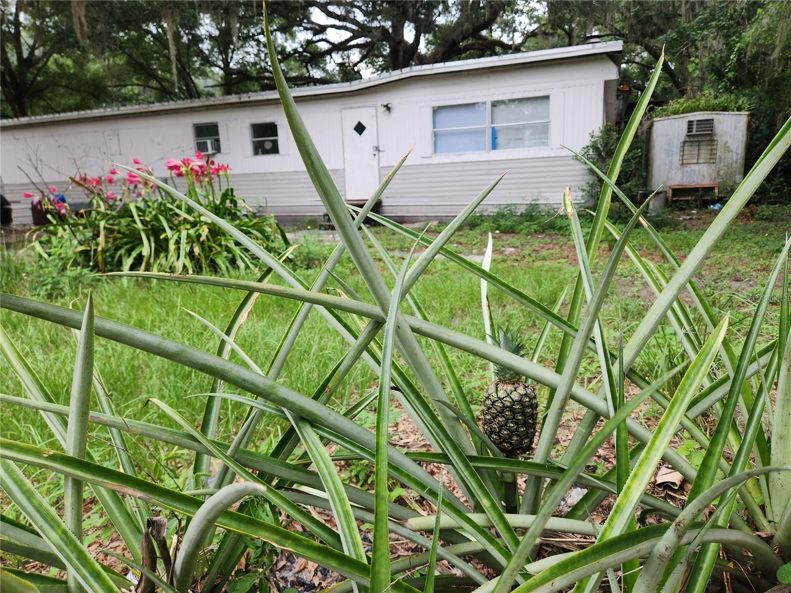 24815 AUDREY RD, LAND O LAKES, FL