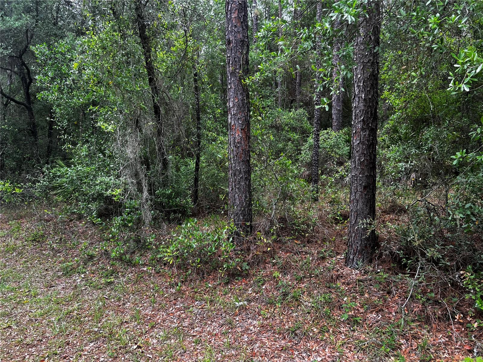 TBD SW 186TH CT., DUNNELLON, FL — photo 2