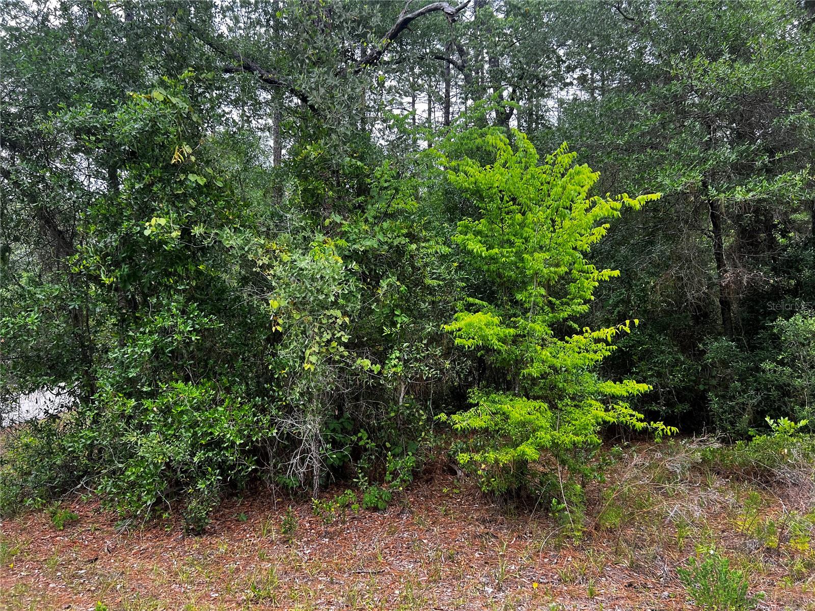 TBD SW 186TH CT., DUNNELLON, FL — photo 5