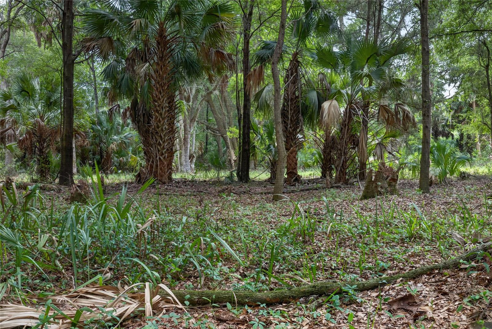 0 N US HWY 301, CITRA, FL — photo 19