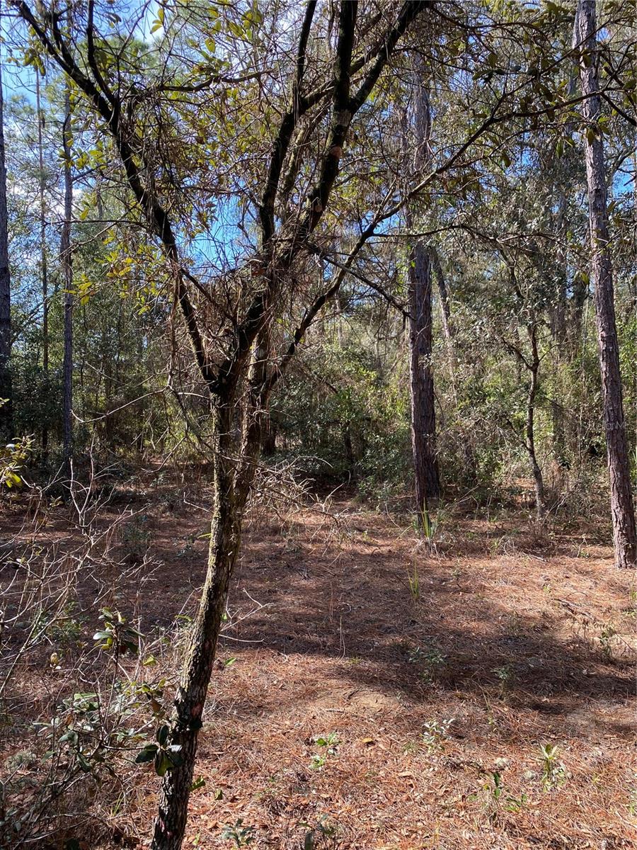 21523 SW BEACH BLVD, DUNNELLON, FL — photo 4