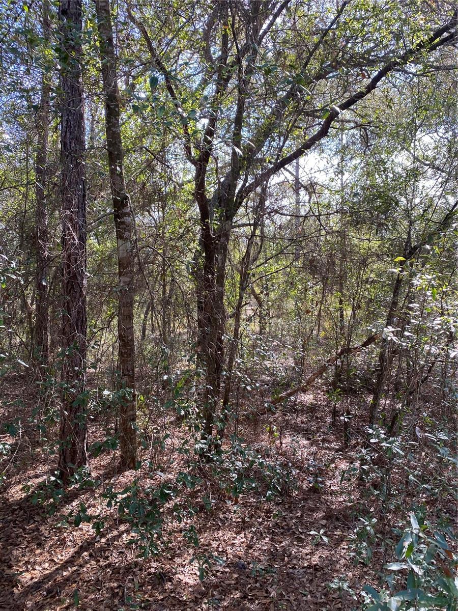 21523 SW BEACH BLVD, DUNNELLON, FL — photo 5