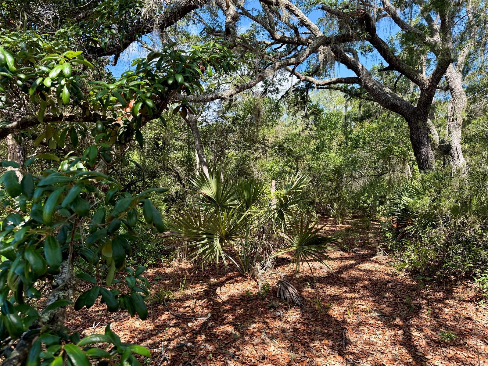 LOT 1 JERICHO TRL, EUSTIS, FL — photo 46