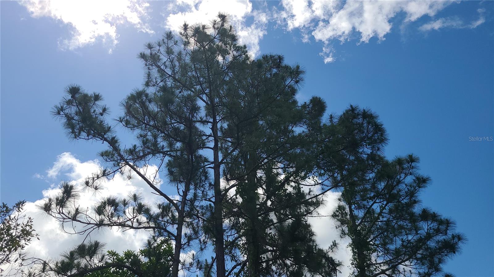 2575 BEAR RUN S, FROSTPROOF, FL — photo 10