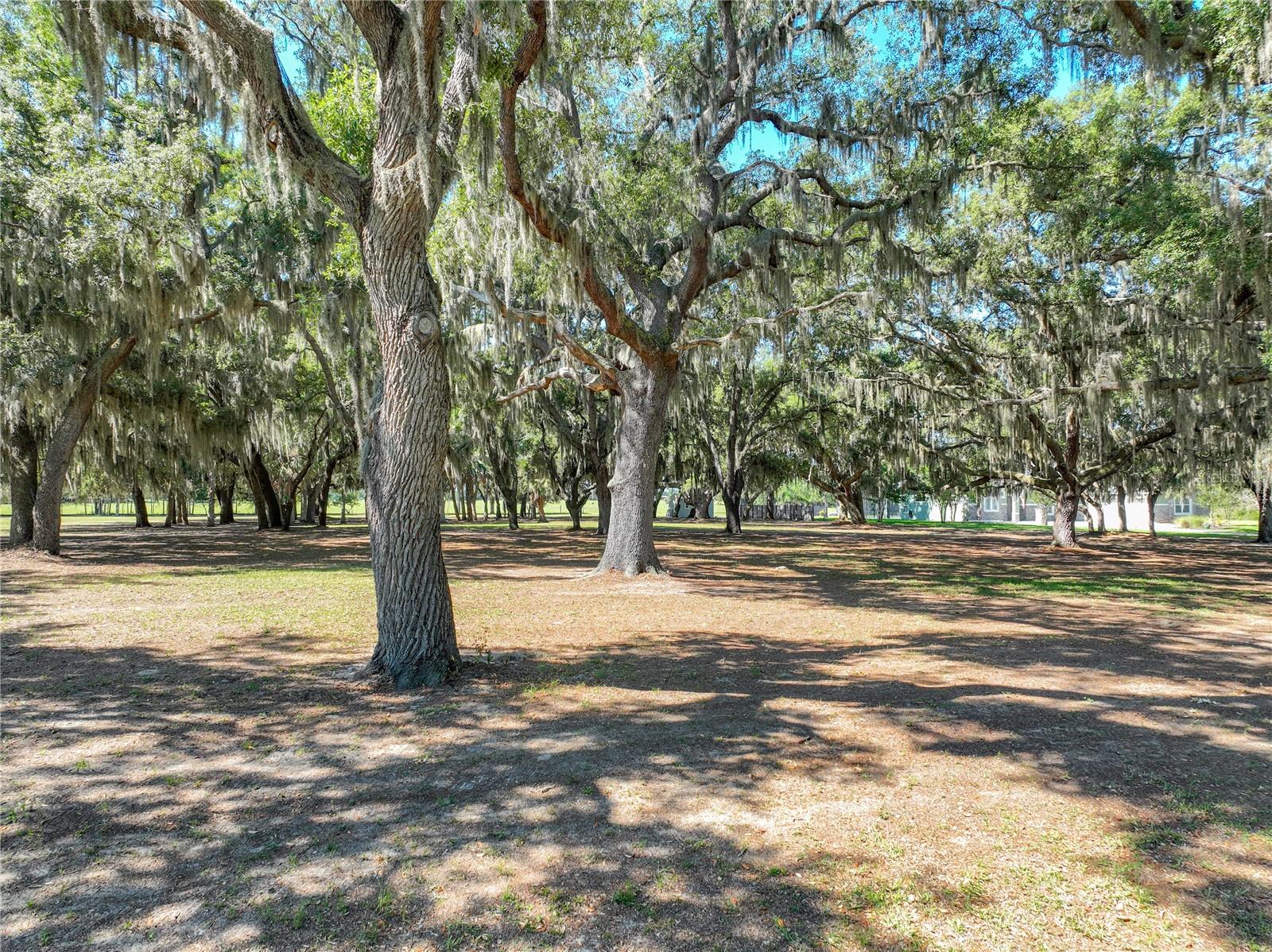TROTTING HORSE LN, TAVARES, FL — photo 7