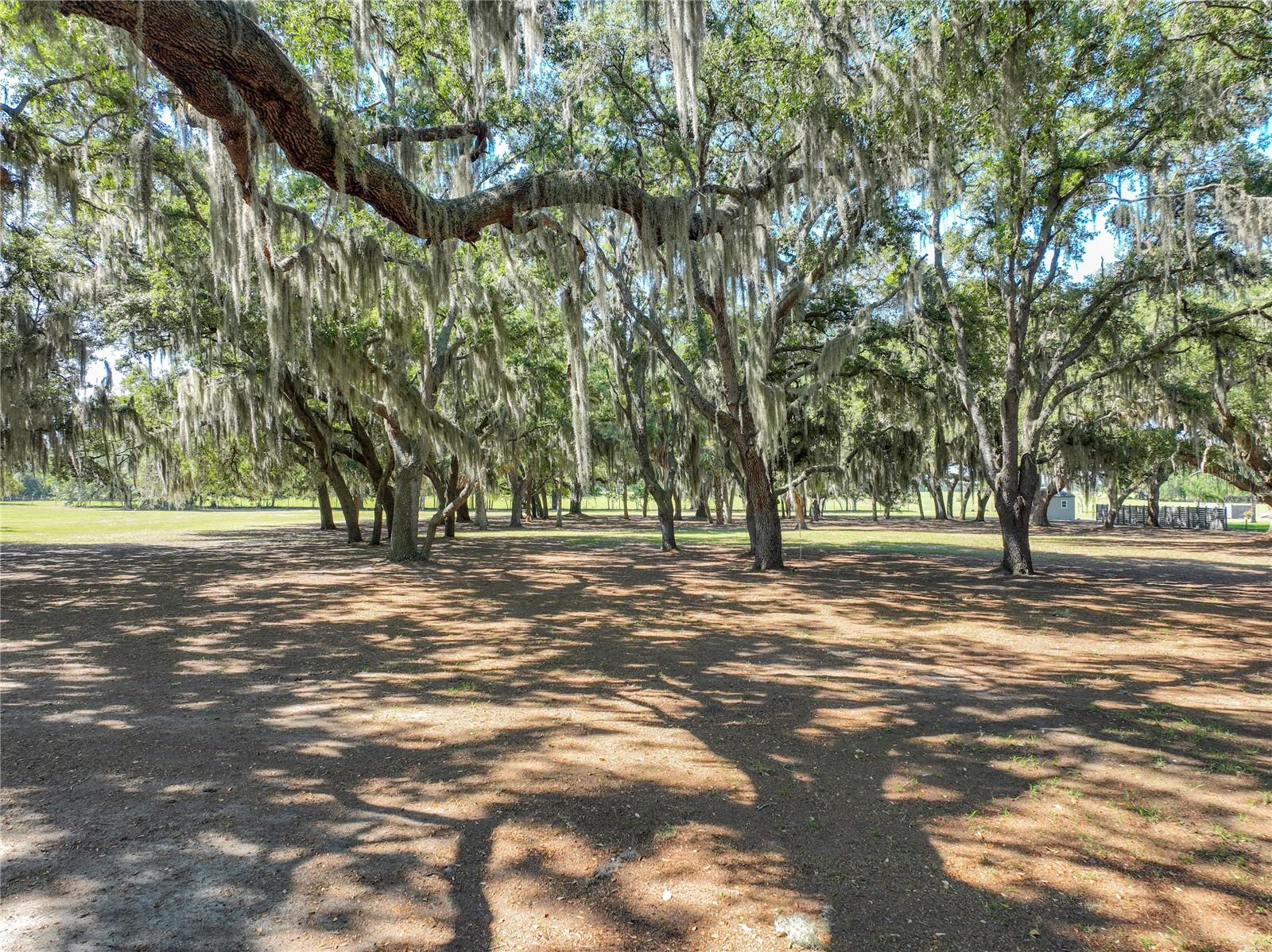 TROTTING HORSE LN, TAVARES, FL — photo 10