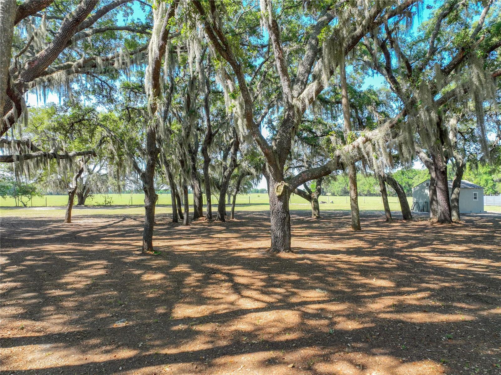 TROTTING HORSE LN, TAVARES, FL — photo 15