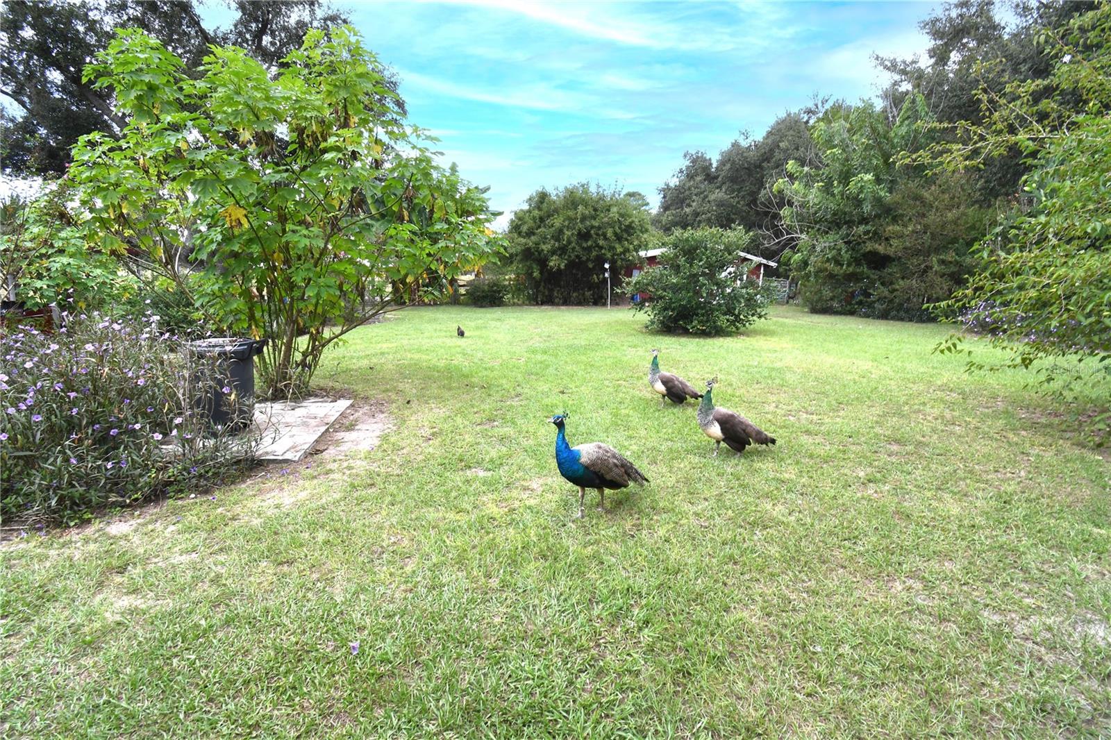 4107 DOVE VALLEY LN, LADY LAKE, FL — photo 59