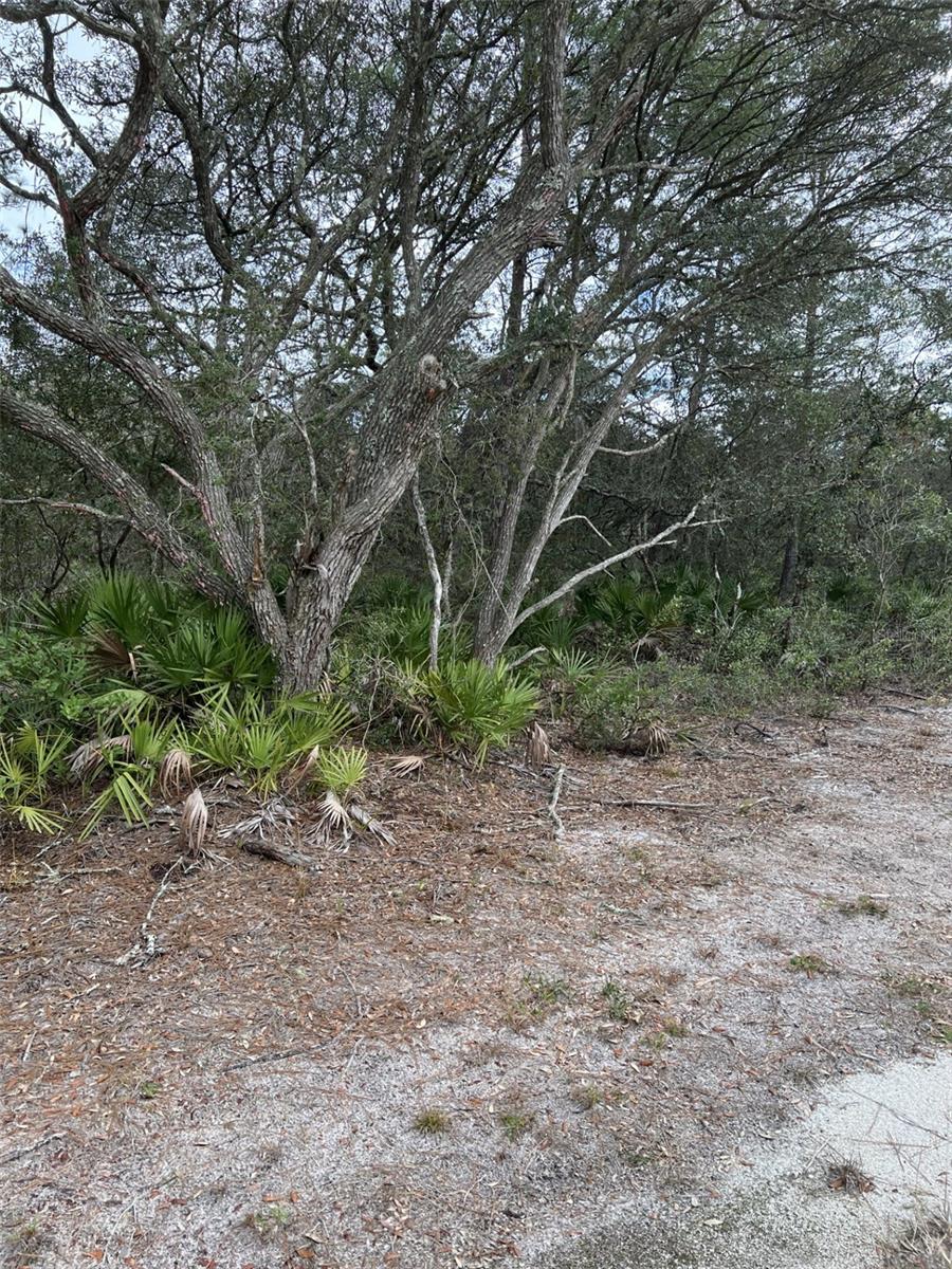 0 NE 144 CT, FORT MC COY, FL