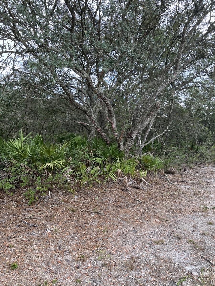 0 NE 144 CT, FORT MC COY, FL — photo 4