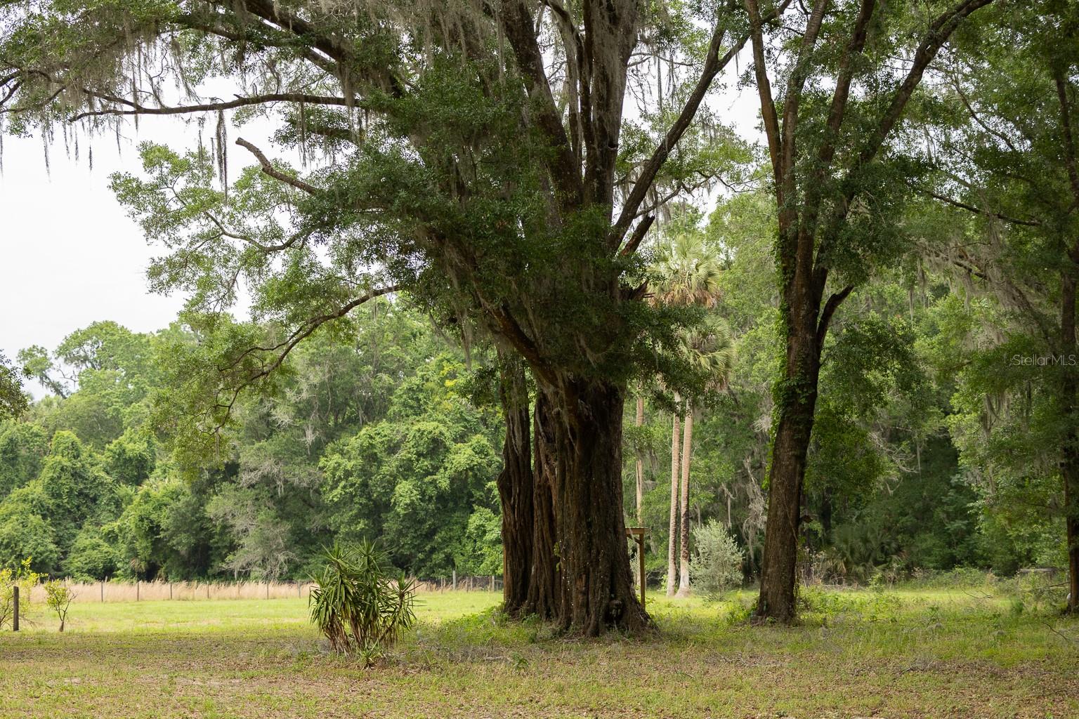 18833 NE 24TH AVE, CITRA, FL — photo 14