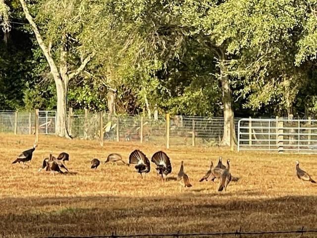 21800 SW 15TH AVE, NEWBERRY, FL — photo 46