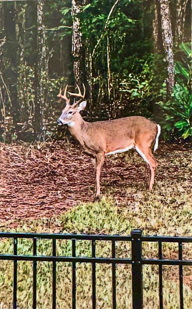 741 FLOWERS STREET, ST AUGUSTINE, FL — photo 51