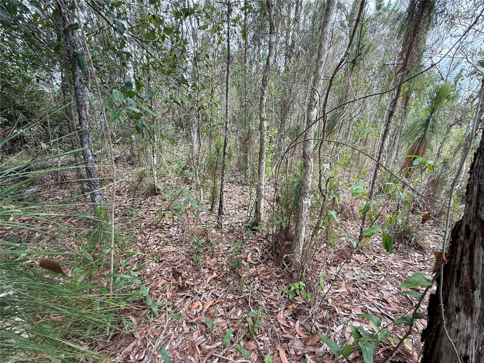 1009 JACKSON AVE, LEHIGH ACRES, FL — photo 4