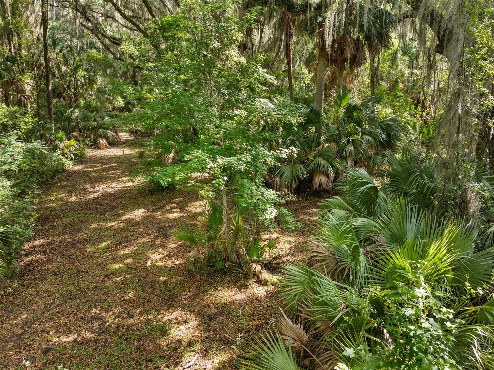 TBD SE WACAHOOTA RD, MICANOPY, FL — photo 2