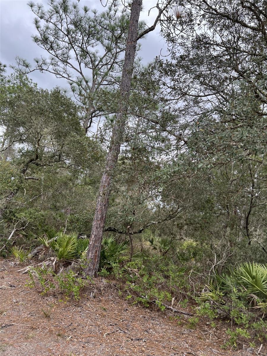 0 NE 144TH CT, FORT MC COY, FL — photo 3