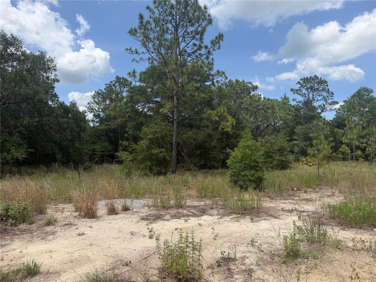 TBD SW 145TH CT, OCALA, FL — photo 3