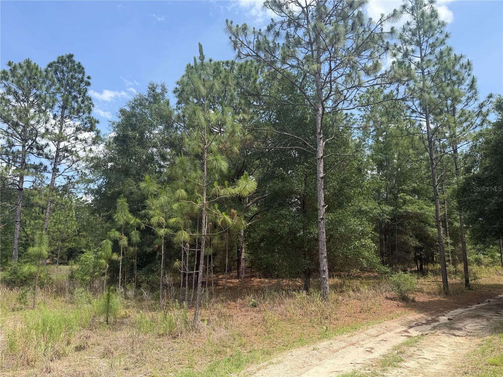 TBD SW 145TH CT, OCALA, FL — photo 4