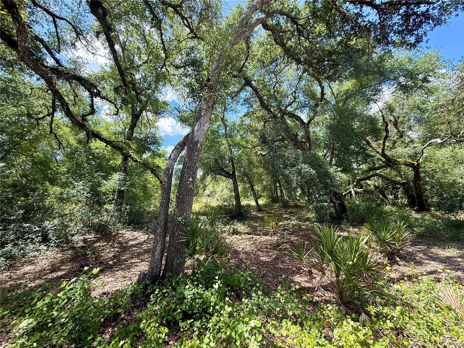 LONG CIR, WEBSTER, FL — photo 4