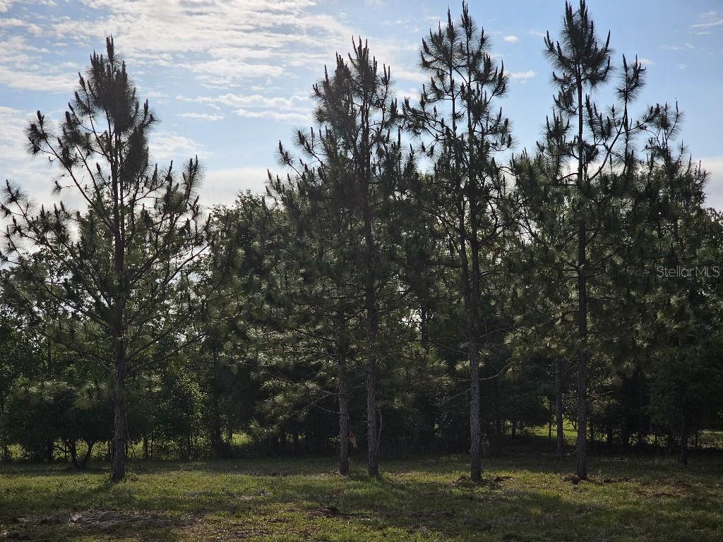 0 SW SPIRIT AVE AVE, FORT WHITE, FL — photo 24