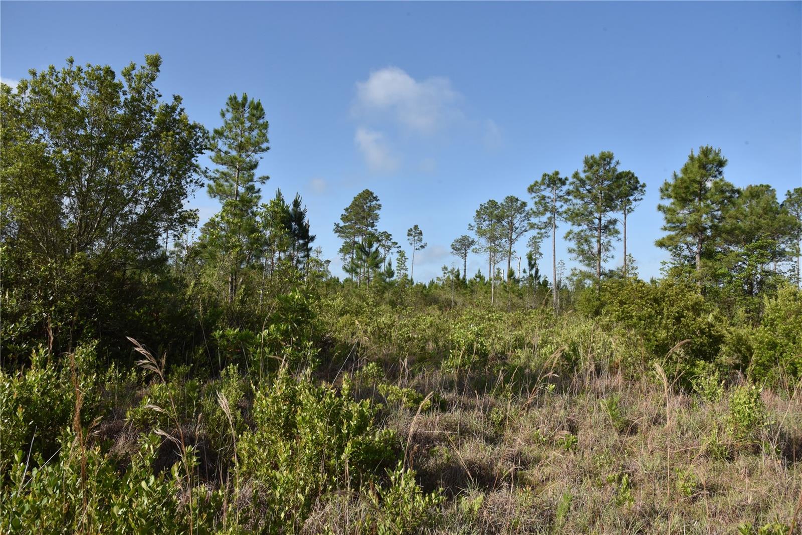 22370 NE 130TH AVE, FORT MC COY, FL — photo 20