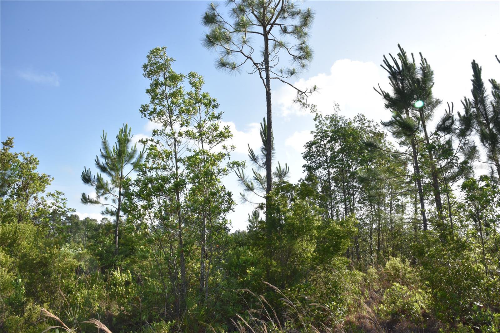 22370 NE 130TH AVE, FORT MC COY, FL — photo 27