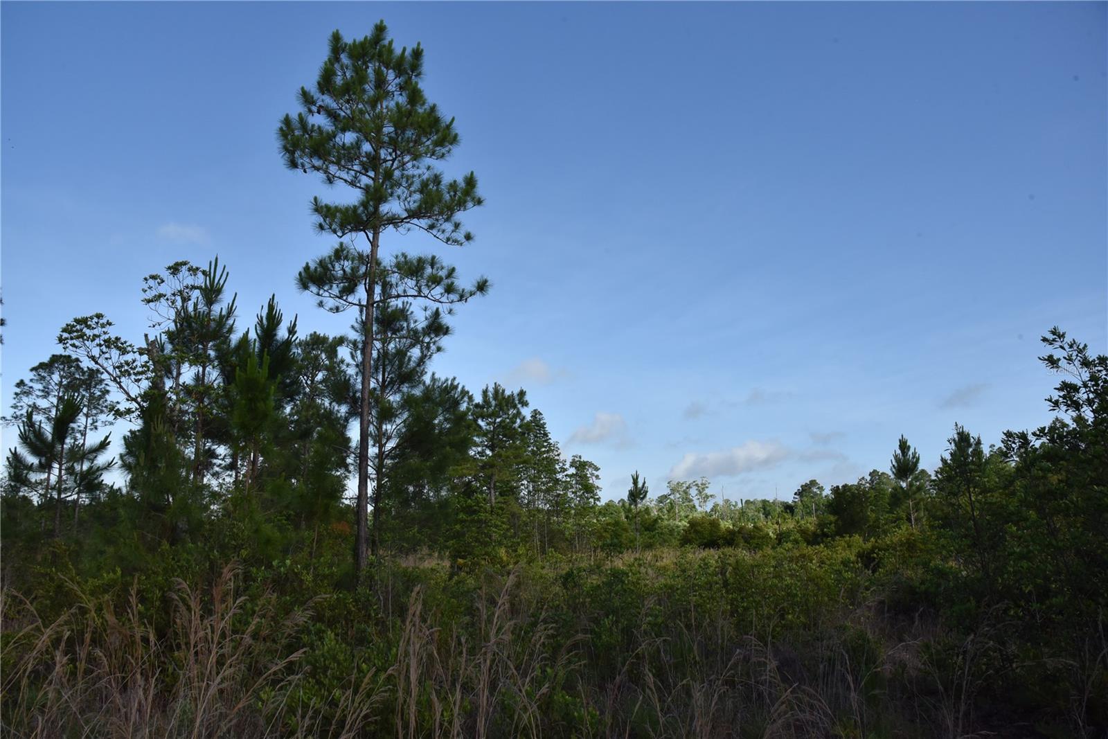 22370 NE 130TH AVE, FORT MC COY, FL — photo 29