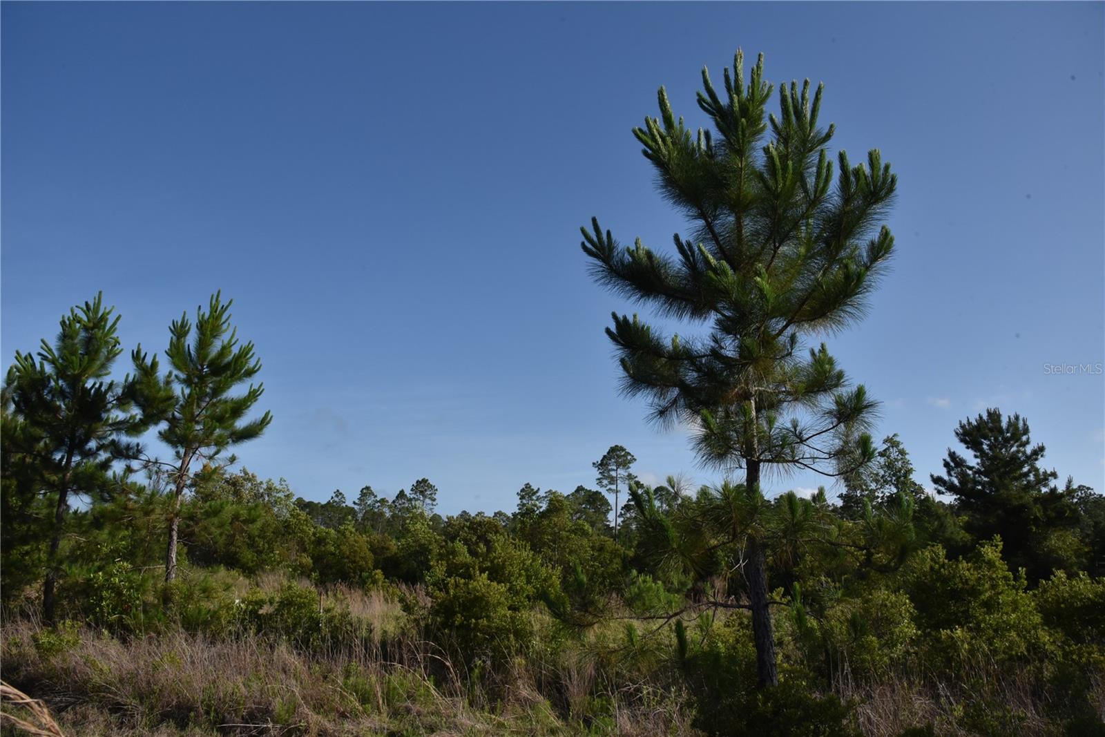 22370 NE 130TH AVE, FORT MC COY, FL — photo 30