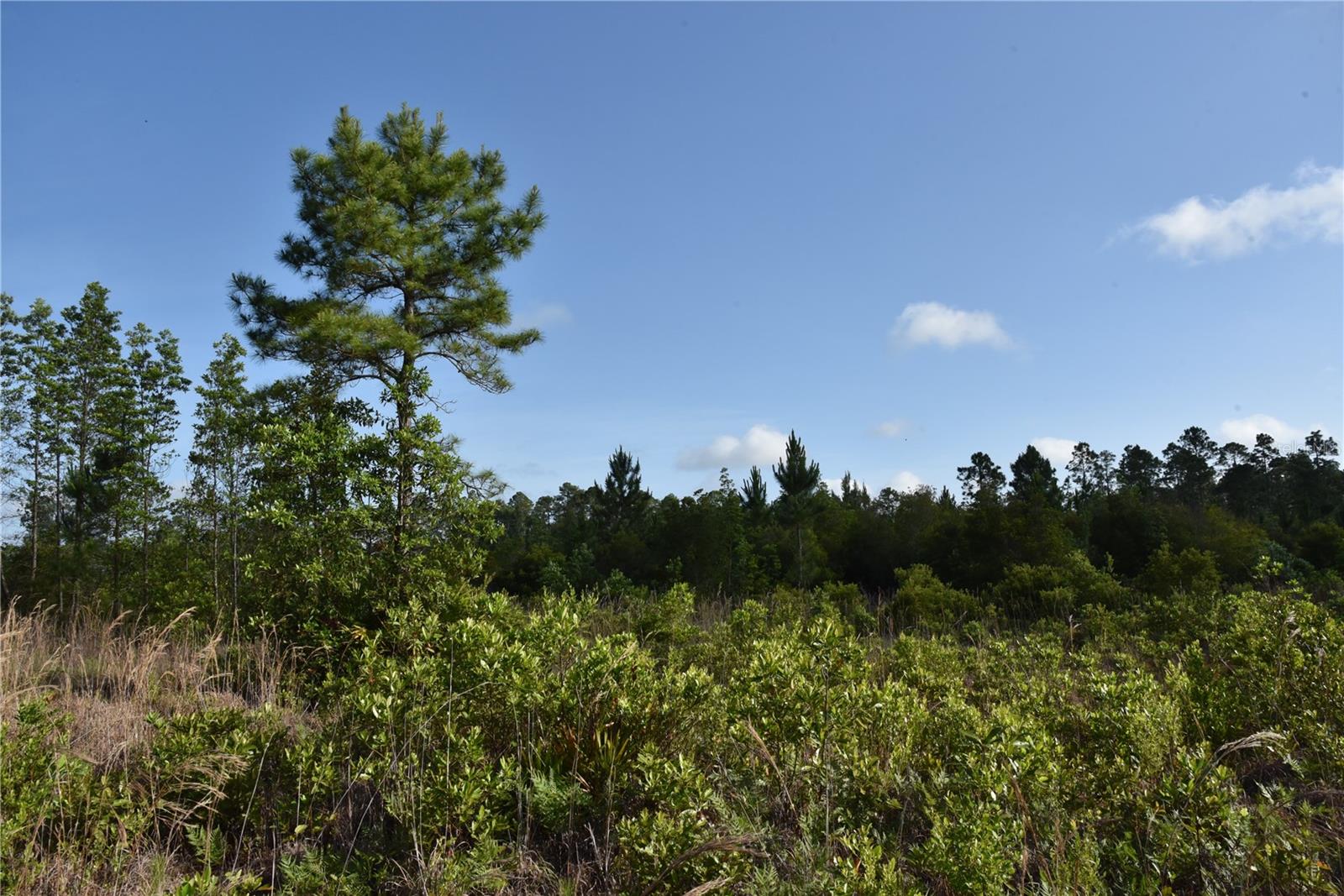 22370 NE 130TH AVE, FORT MC COY, FL — photo 32