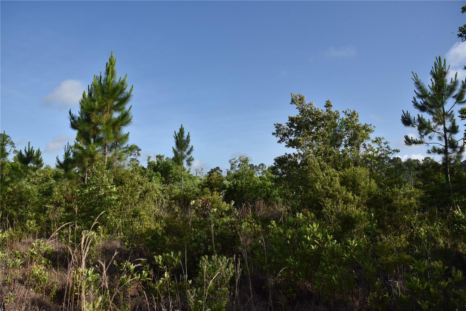22370 NE 130TH AVE, FORT MC COY, FL — photo 34