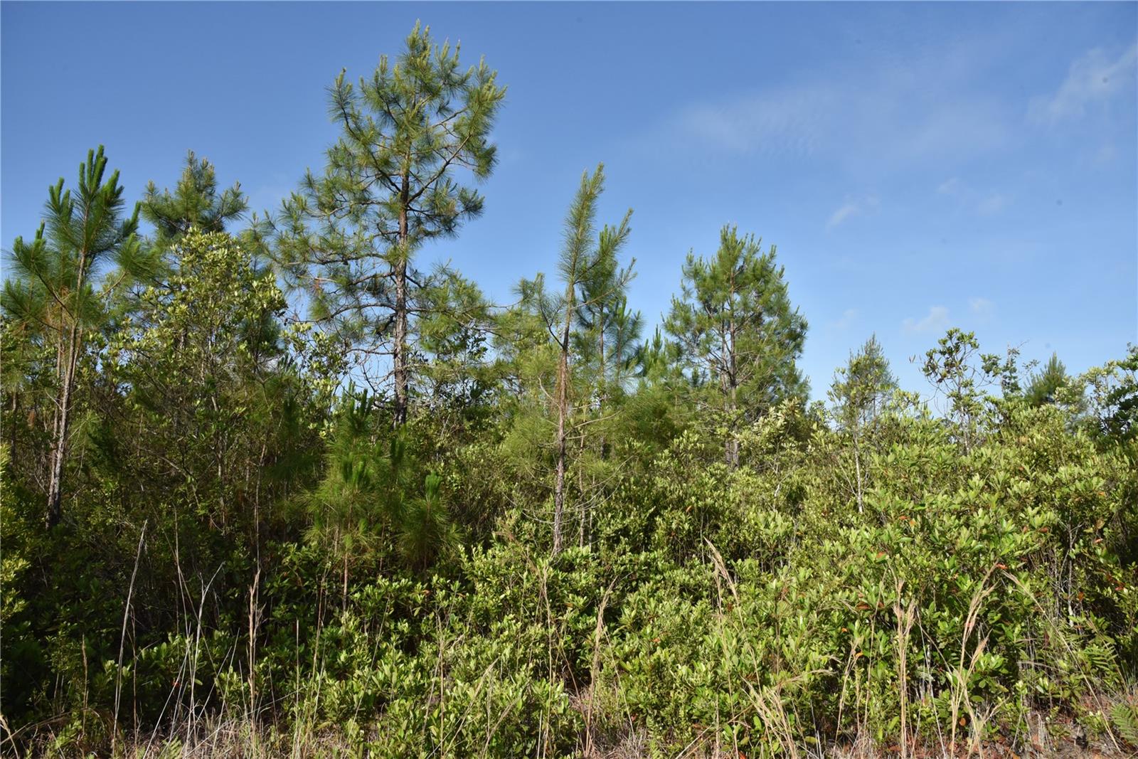 22370 NE 130TH AVE, FORT MC COY, FL — photo 35