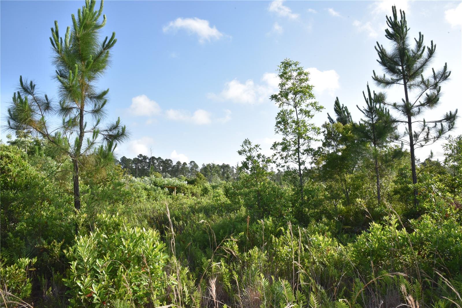 22370 NE 130TH AVE, FORT MC COY, FL — photo 36