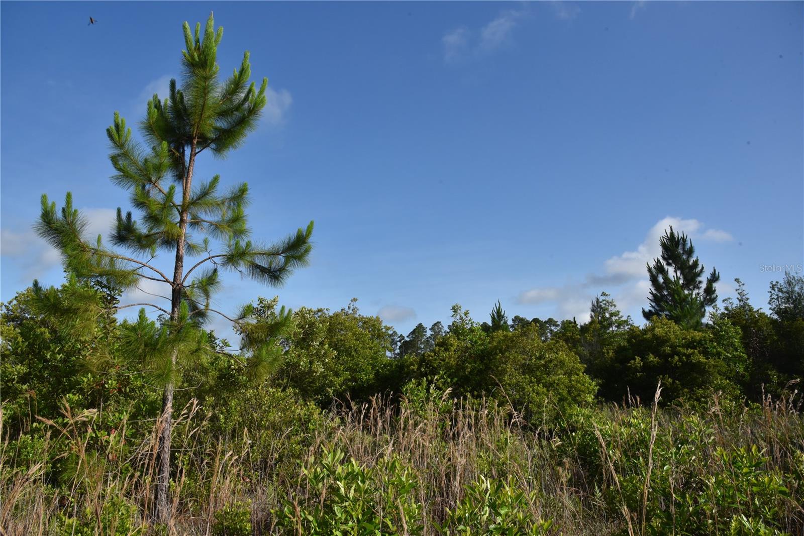 22370 NE 130TH AVE, FORT MC COY, FL — photo 37