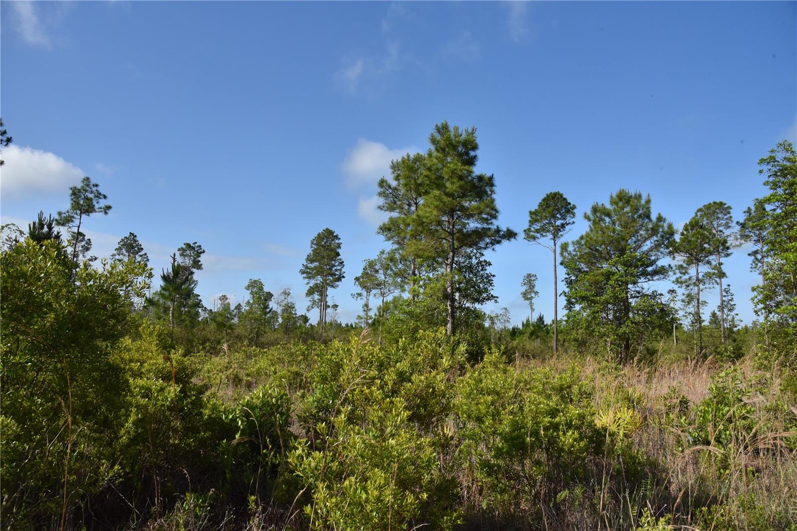 22370 NE 130TH AVE, FORT MC COY, FL — photo 38