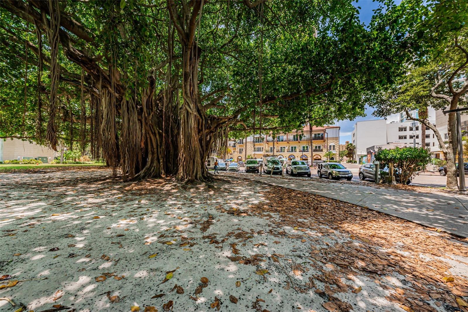 732 and 732 1/2 NE OAK ST, ST PETERSBURG, FL — photo 91