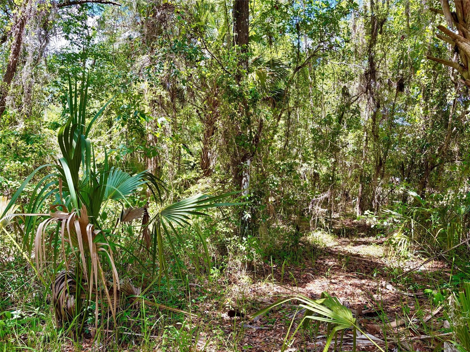 OLD CRYSTAL RIVER RD, BROOKSVILLE, FL — photo 2