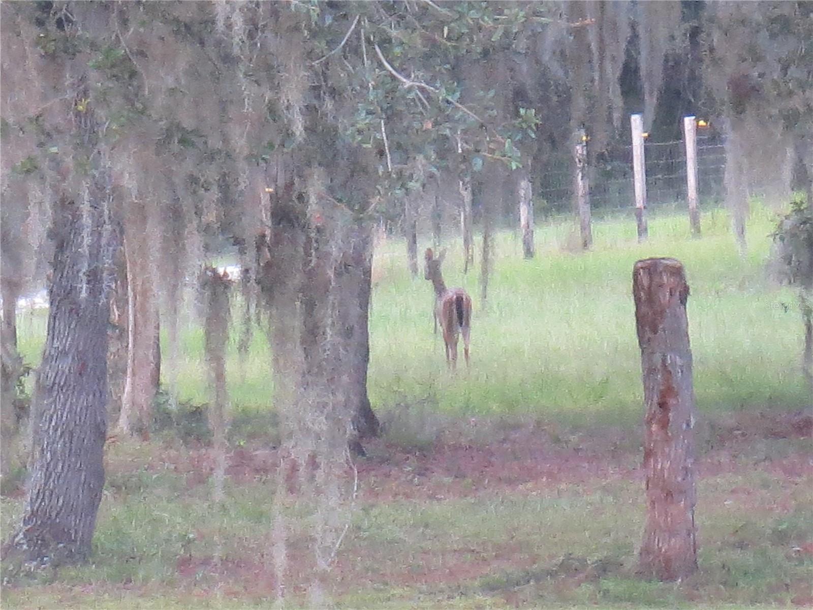 5995 SE 183RD AVENUE RD, OCKLAWAHA, FL — photo 53
