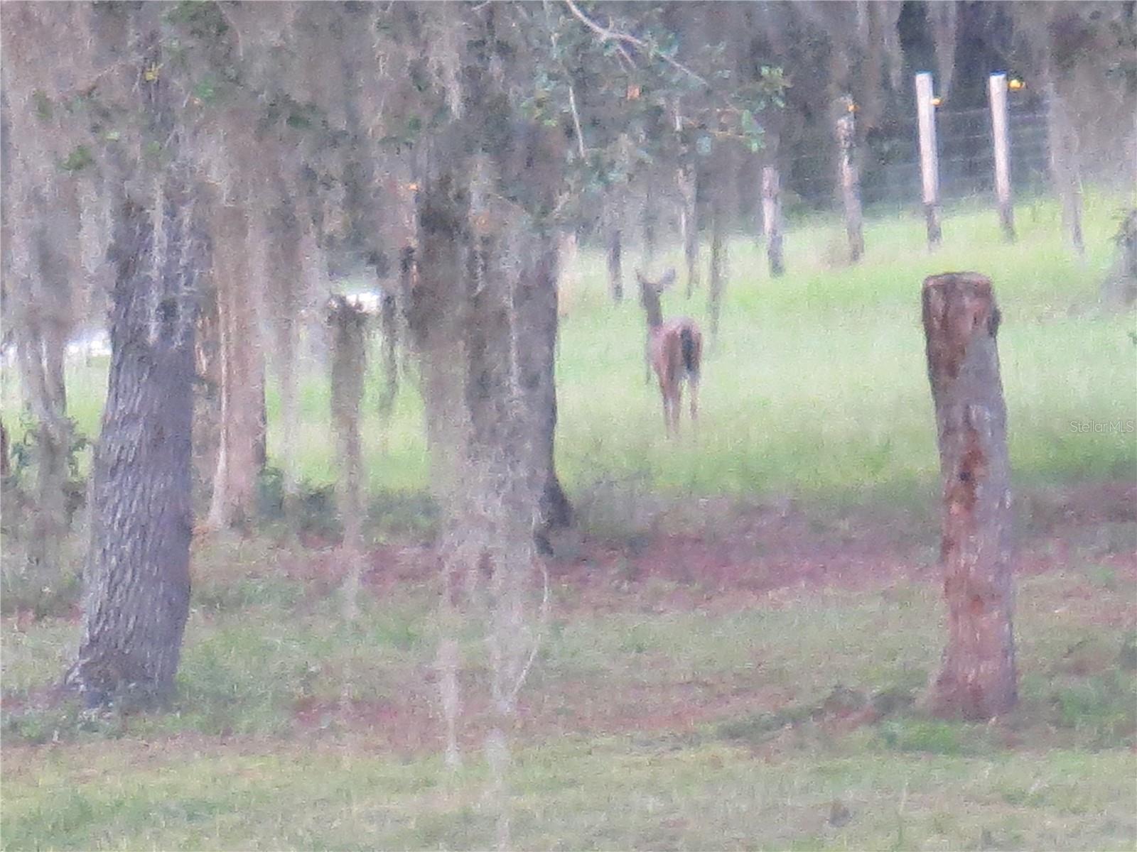 5995 SE 183RD AVENUE RD, OCKLAWAHA, FL — photo 54