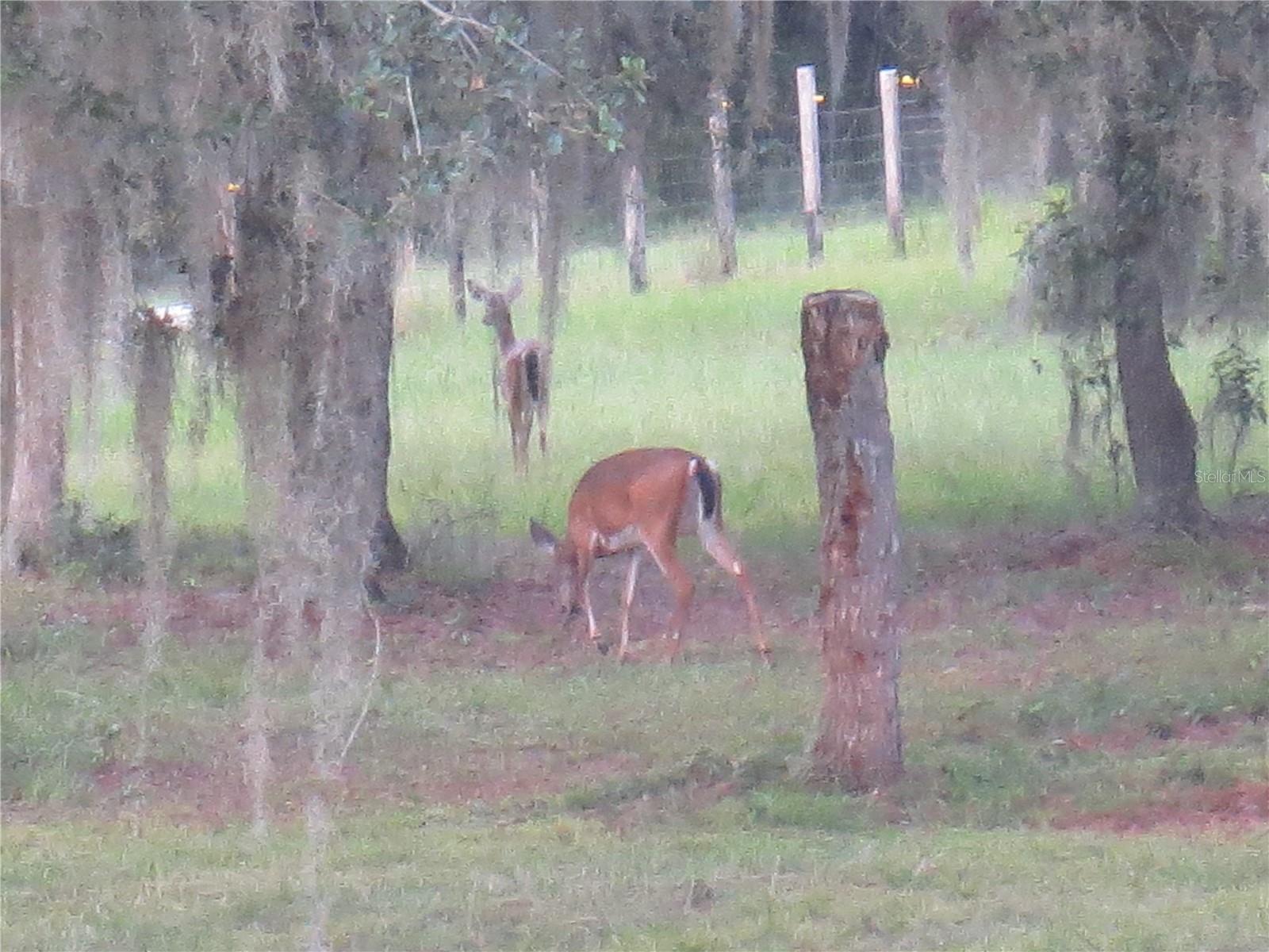 5995 SE 183RD AVENUE RD, OCKLAWAHA, FL — photo 55