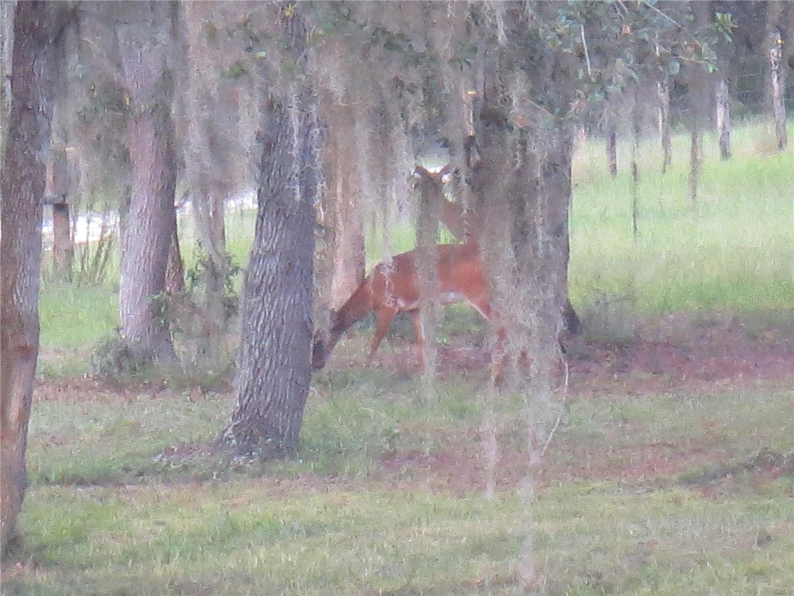 5995 SE 183RD AVENUE RD, OCKLAWAHA, FL — photo 57